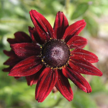 Cherry Brandy Rudbeckia - Flowers