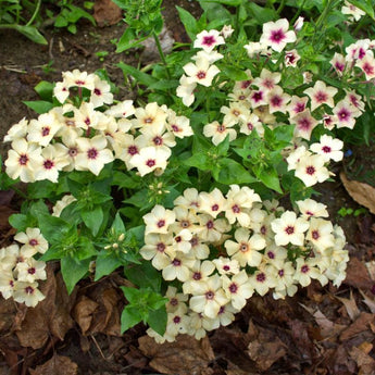 Cherry Caramel Phlox - Flowers