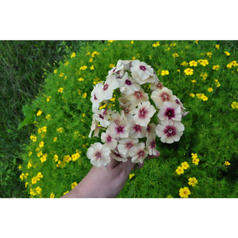 Cherry Caramel Phlox - Flowers