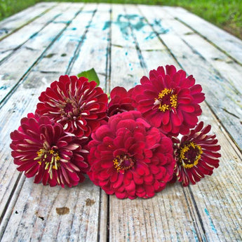 Cherry Queen Zinnia - Flowers