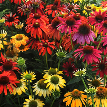 Cheyenne Spirit Echinacea - Flowers