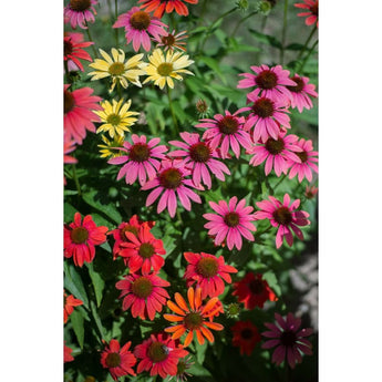 Cheyenne Spirit Echinacea - Flowers