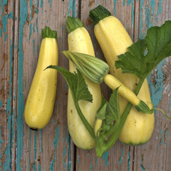 Chiffon Zucchini (F1 Hybrid 50 Days)