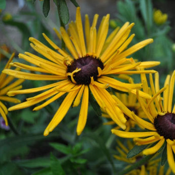 Chim Chiminee Rudbeckia - Flowers