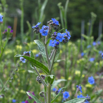 Chinese Forget-Me-Not