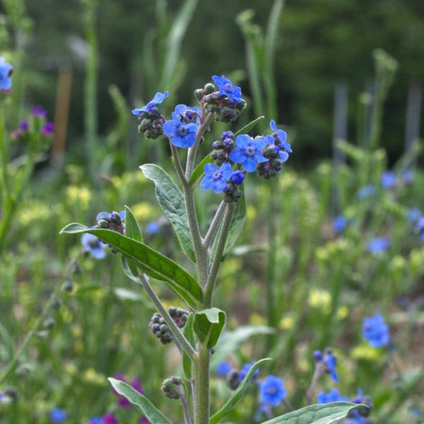Forget-Me-Not, Annual Seeds