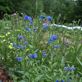 Chinese Forget-Me-Not