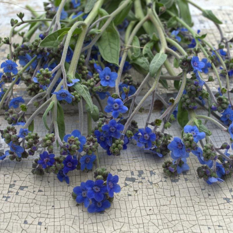 Chinese Forget Me Not   Chinese Forget Me Not Flowers Pinetree Garden Seeds 420 800x 