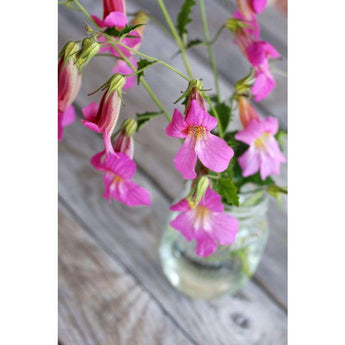 Foxglove - Chinese - Flowers