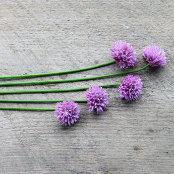 Chives - Herbs