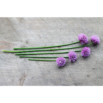 Chives - Herbs