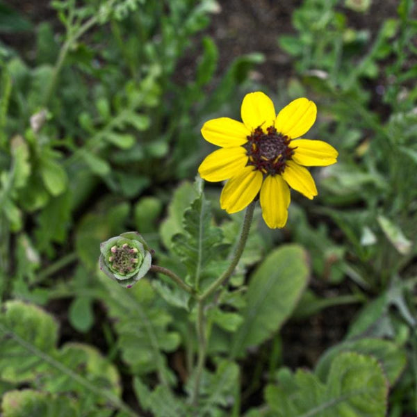 Quick and Easy Garden Flower Arrangements - Growing In The Garden