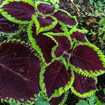 Chocolate Mint Coleus - Flowers