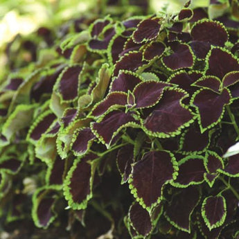 Chocolate Mint Coleus - Flowers