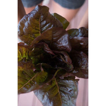 Cimmaron Lettuce (Heirloom 58 Days) - Vegetables