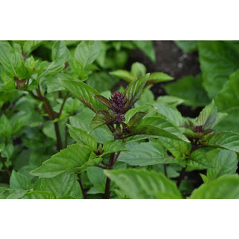 Cinnamon/ Mexican Basil - Herbs