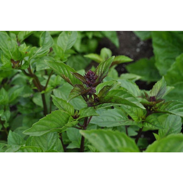 Cinnamon Mexican Basil Pinetree Garden Seeds