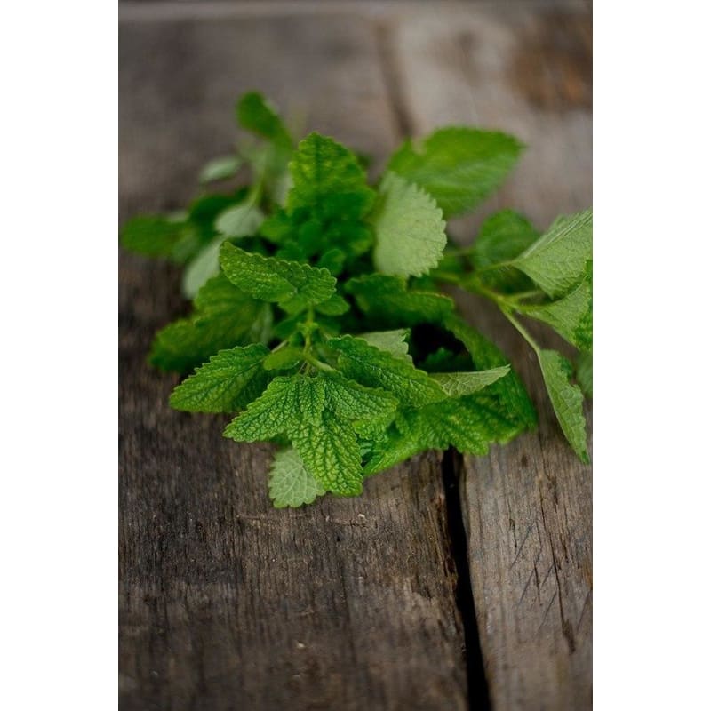 Lemon Balm