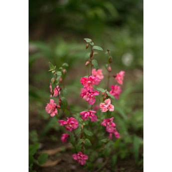 Clarkia - Elegans - Flowers