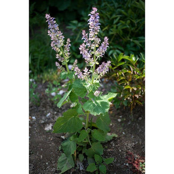 Clary Sage - Herbs