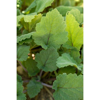 Clary Sage - Herbs