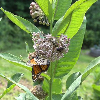 Common Milkweed - Flowers