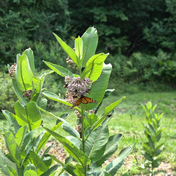 Common Milkweed - Flowers