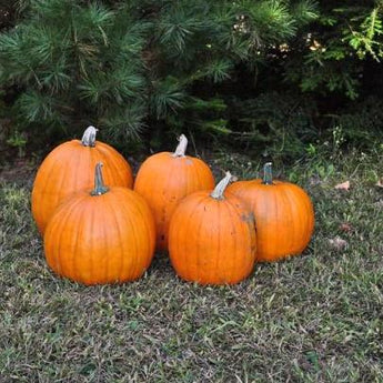 Connecticut Field Pumpkin (Heirloom 100 Days) - Vegetables