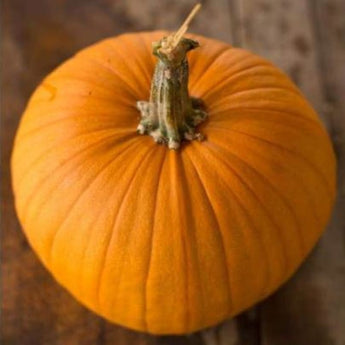 Connecticut Field Pumpkin (Heirloom 100 Days) - Vegetables