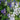 Connecticut Yankees Mix Delphinium - Flowers