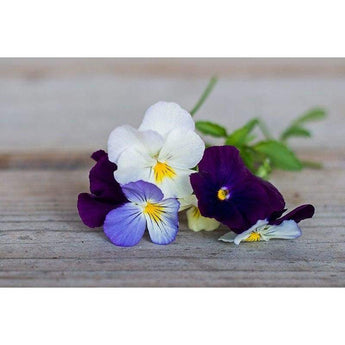 Pansy - Cool Wave Series Berries N Cream Mix - Flowers