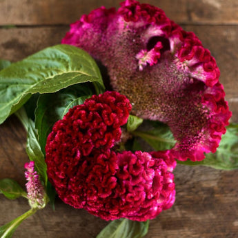 Coral Garden Celosia - Flowers