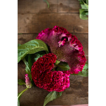 Coral Garden Celosia - Flowers