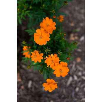 Cosmos - Cosmic Orange - Flowers