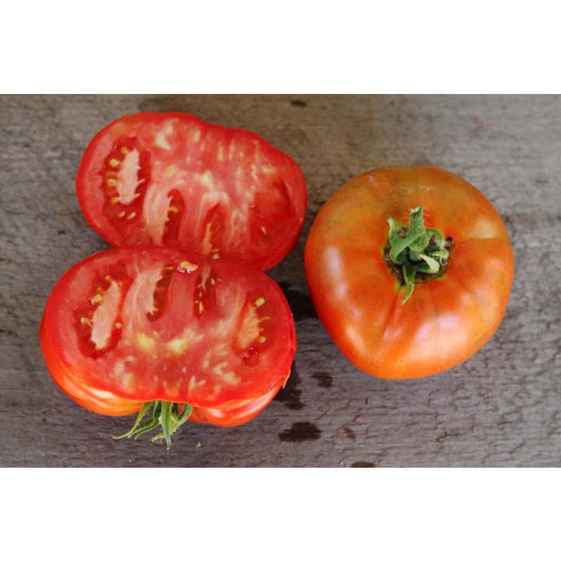 BlushingStar Tomato (F1 Hybrid 70-75 Days) – Pinetree Garden Seeds