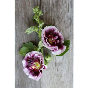 Hollyhock - Creme De Cassis - Flowers