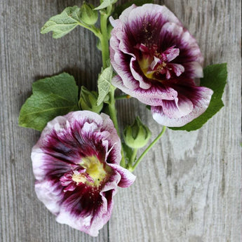 Creme de Cassis Hollyhock - Flowers