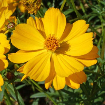 Crest Gold Cosmos