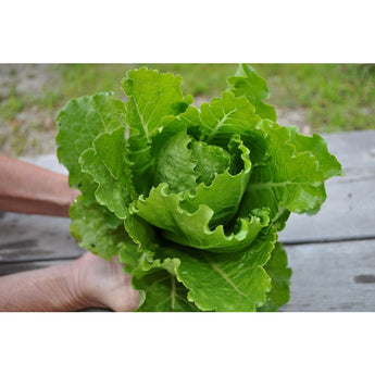 Crisp Mint Lettuce (60 days) - Vegetables