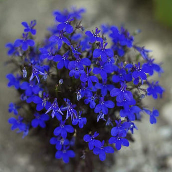 Lobelia - Crystal Palace - Flowers