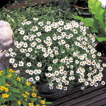 Crystal White Zinnia - Flowers