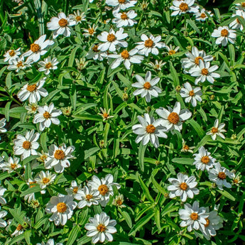 Crystal White Zinnia - Flowers