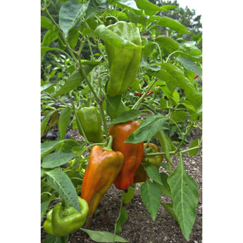 Cubanelle Pepper (65 Days) - Vegetables