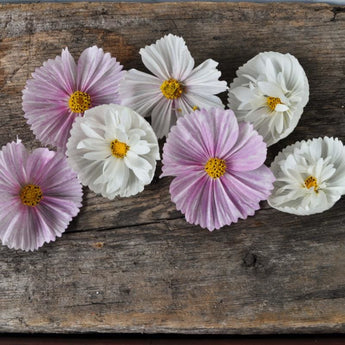 Cup and Saucers Mix Cosmos - Flowers