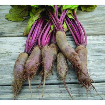 Cylindra Beet (Heirloom 58 Days) - Vegetables