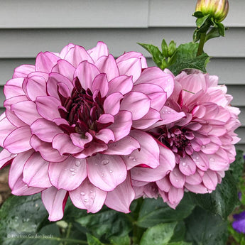 Dahlia ’Creme de Cassis’ - Spring