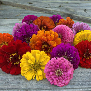 Dahlia Flower Mix Zinnia - Flowers