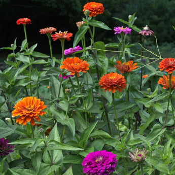 Dahlia Flower Mix Zinnia - Flowers