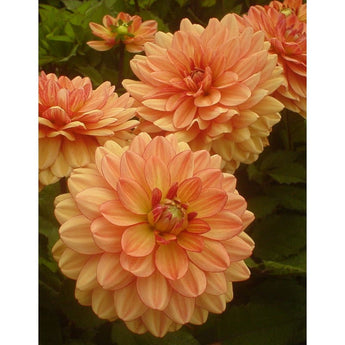 Dahlia Gogo Peach - Spring