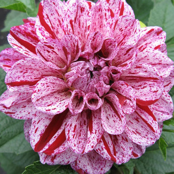 Dahlia ’Gogo Speckled Pink’ - Spring